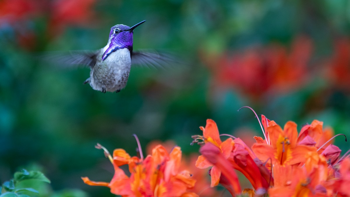Costa's Hummingbird - ML646795801
