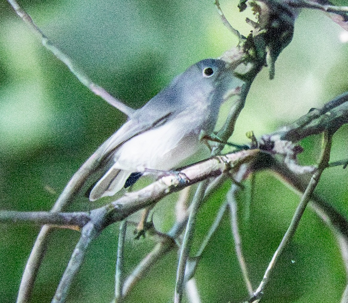 Голубая комароловка - ML646795804