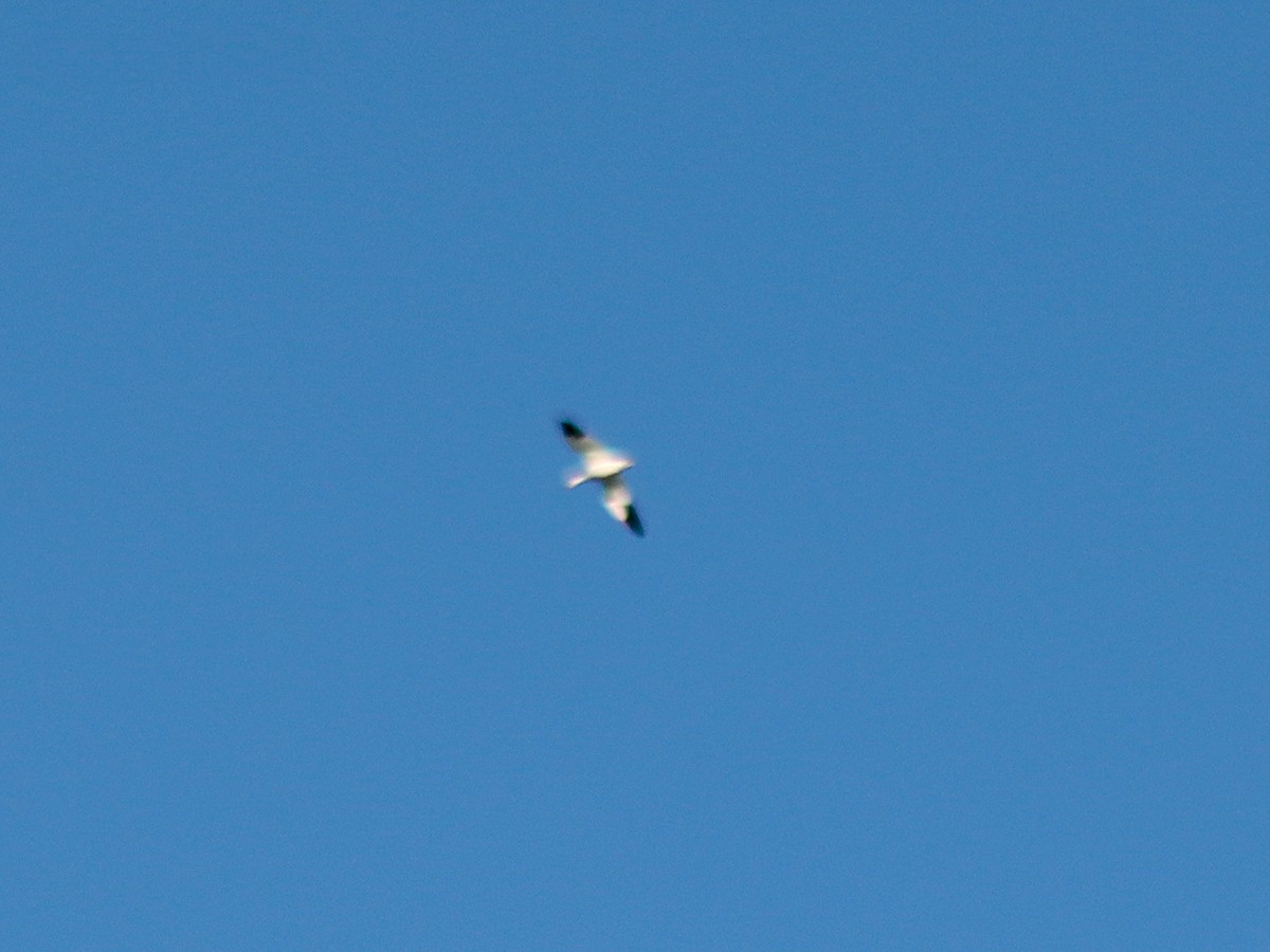 Snow Goose - ML646795805