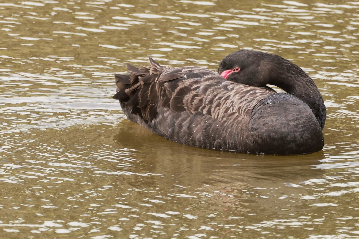 Kara Kuğu - ML646795807