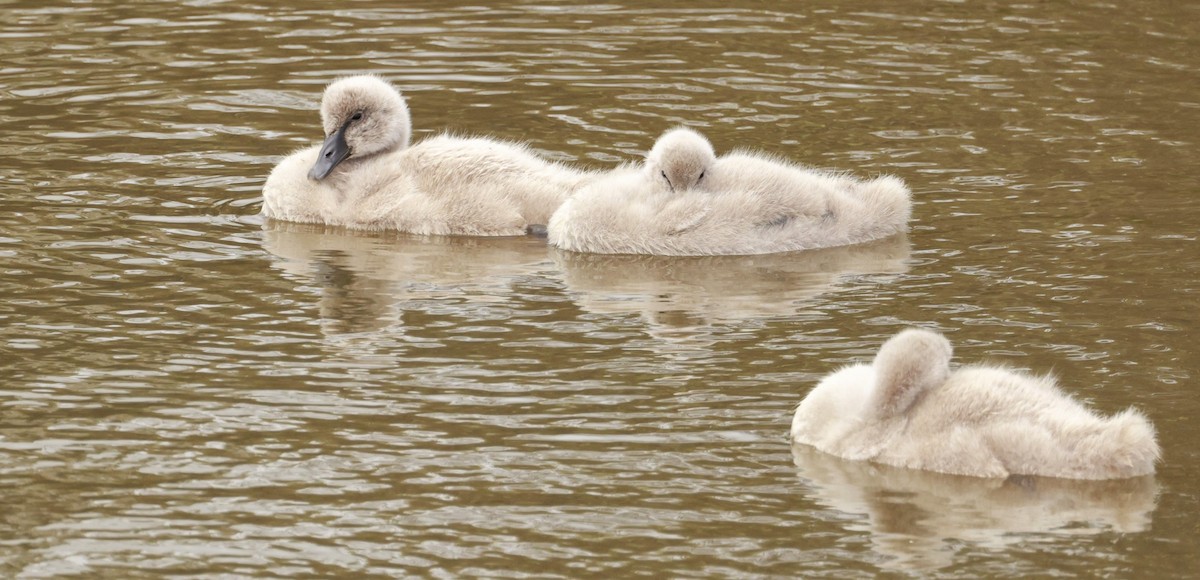 Kara Kuğu - ML646795809