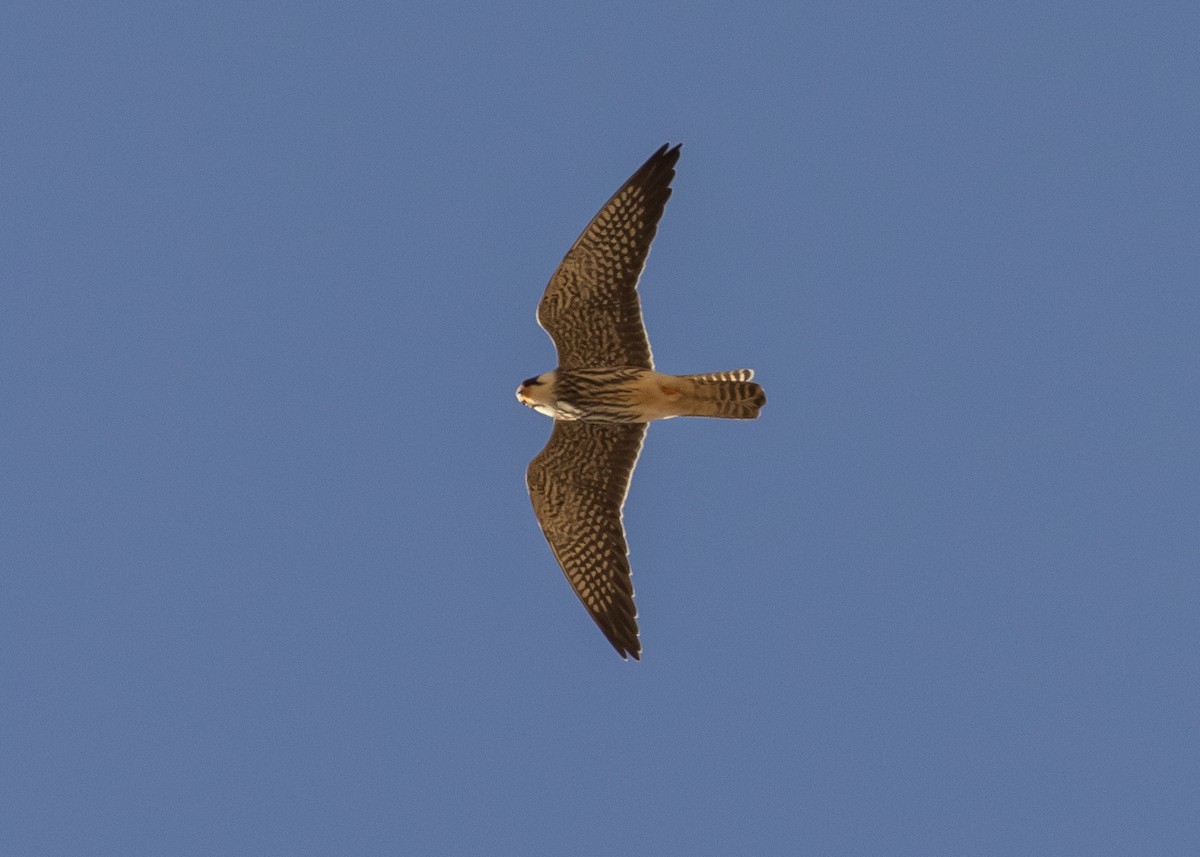 בז אמור - ML646795813