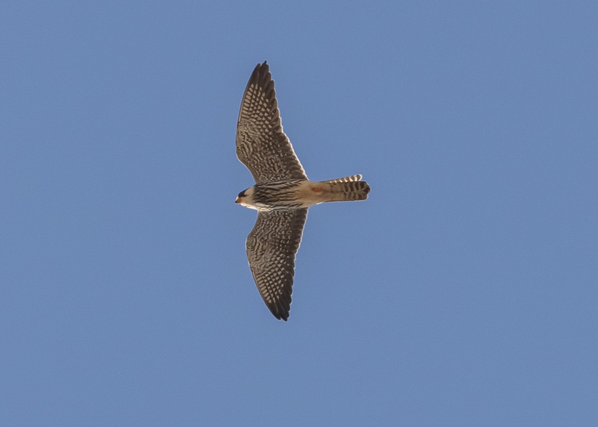 בז אמור - ML646795815