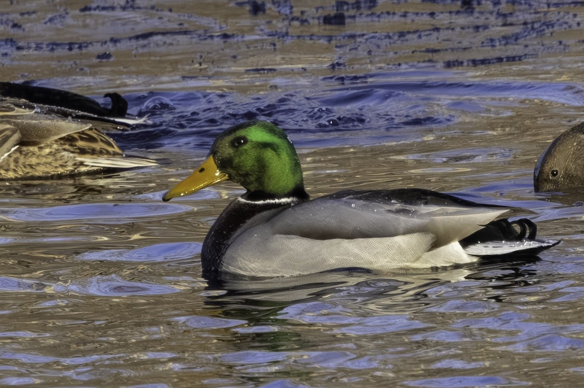 Stockente - ML646795816