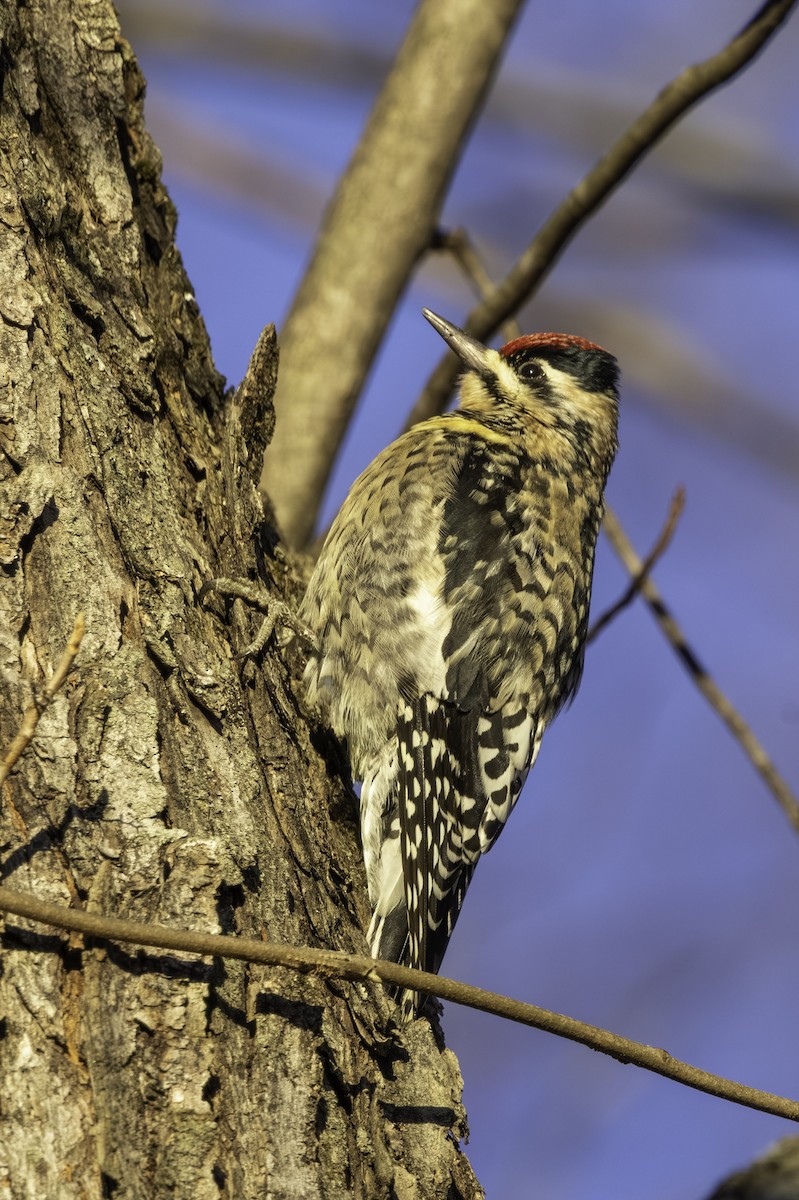 Gelbbauch-Saftlecker - ML646795822