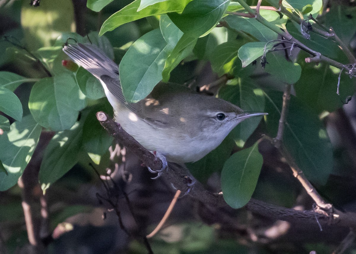 קנית פינית - ML646795825