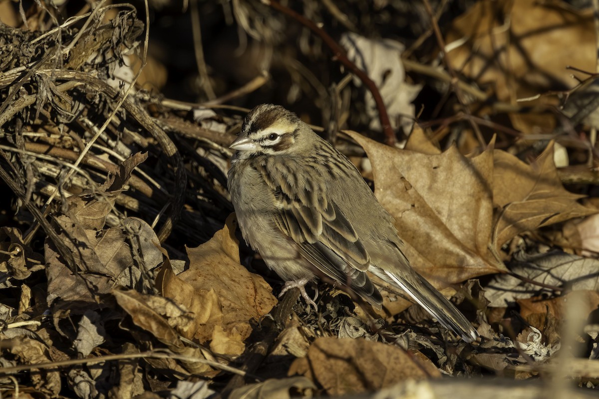 Rainammer - ML646795827