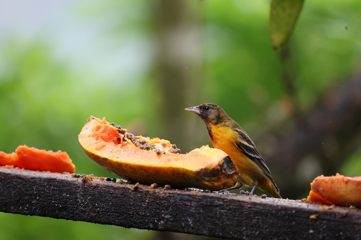 Baltimore Oriole - ML646795829