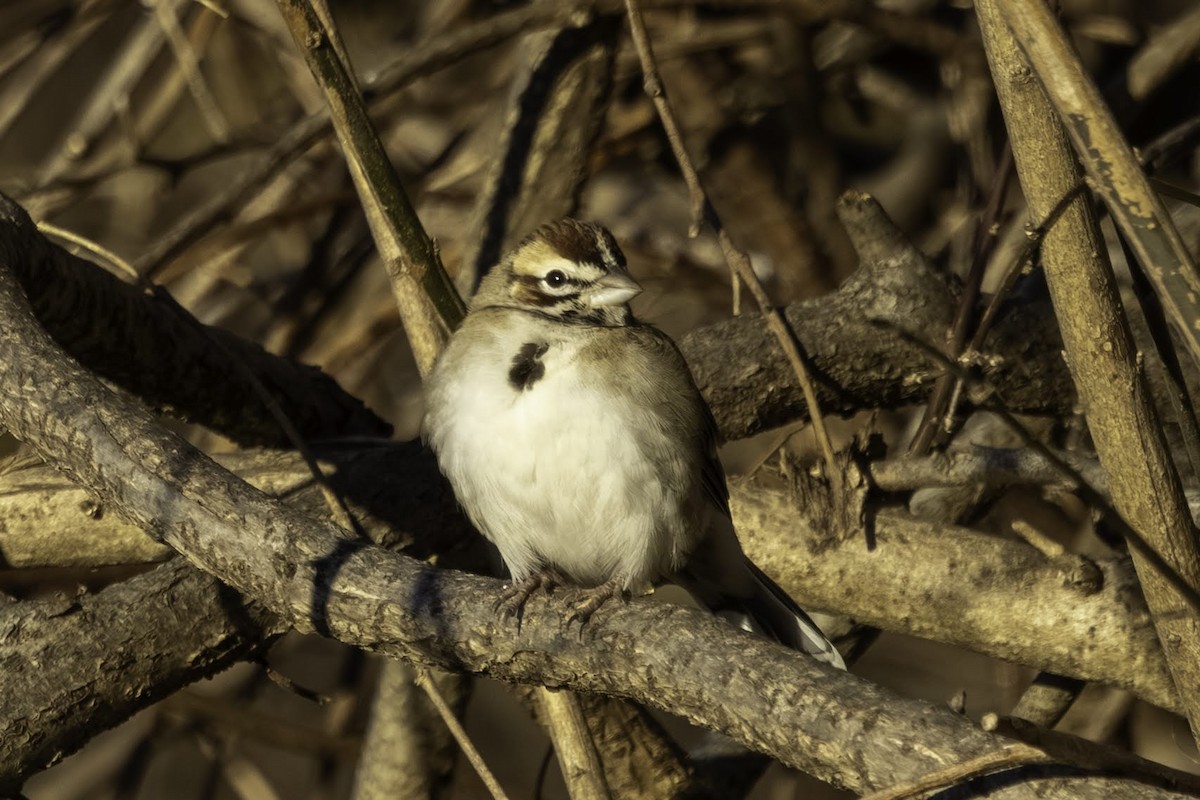 Rainammer - ML646795830