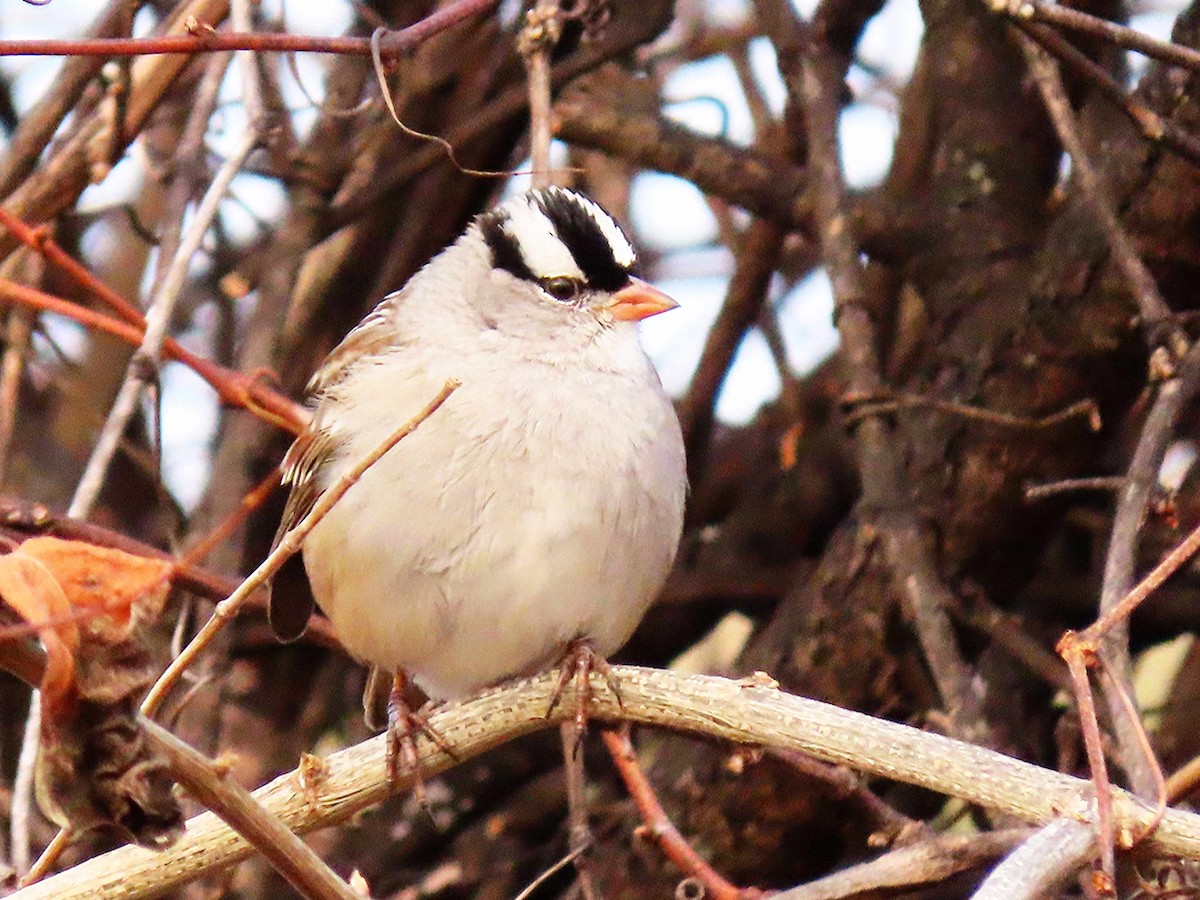 White-crowned Sparrow - ML646795834