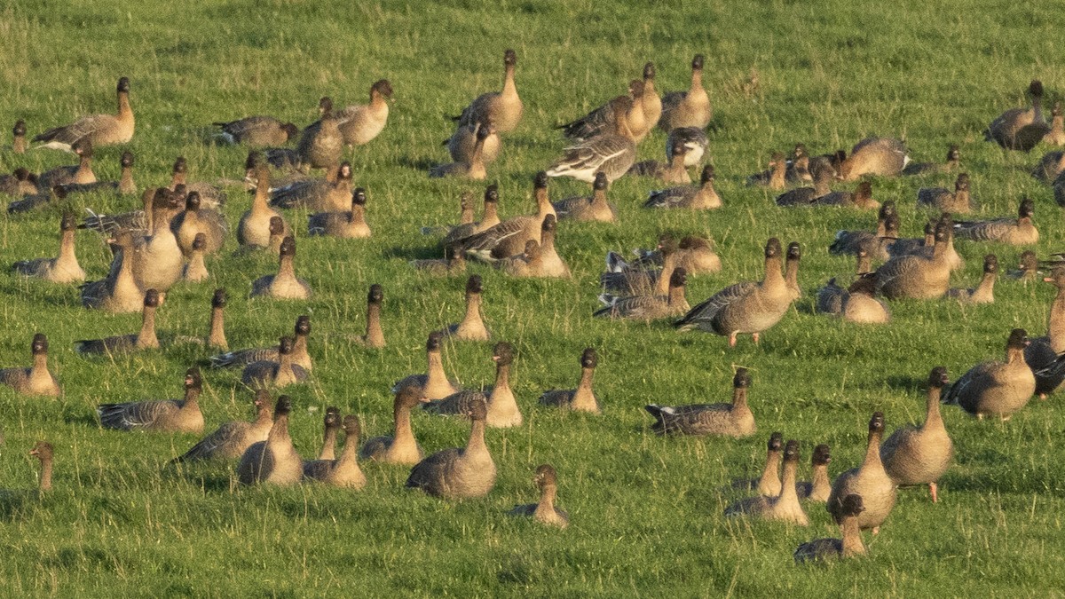 Pink-footed Goose - ML646795837
