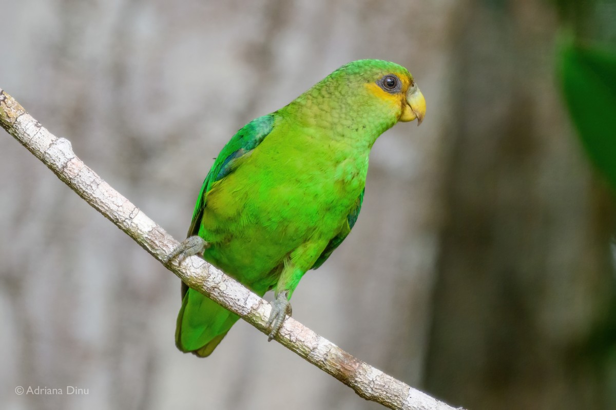 Altın Kuyruklu Papağan - ML646795846