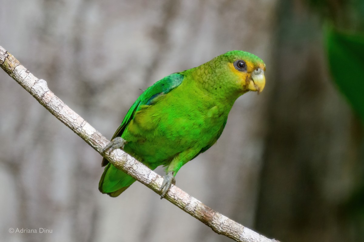 Altın Kuyruklu Papağan - ML646795847