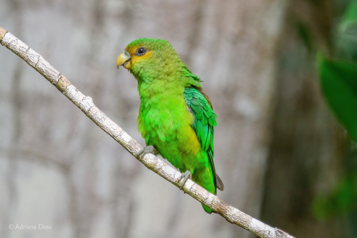 Altın Kuyruklu Papağan - ML646795848