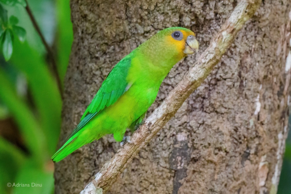 Altın Kuyruklu Papağan - ML646795849