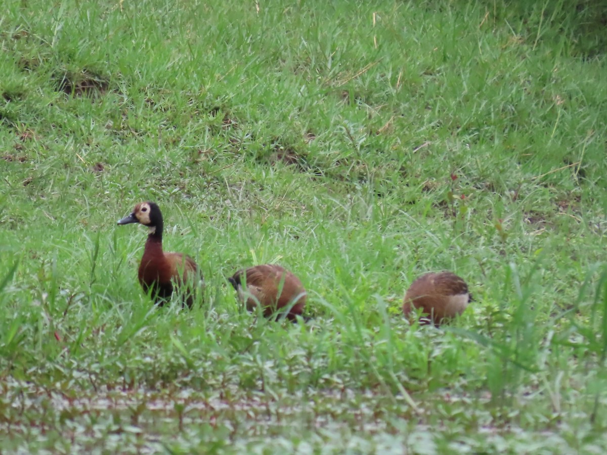 Dendrocigna facciabianca - ML646795850