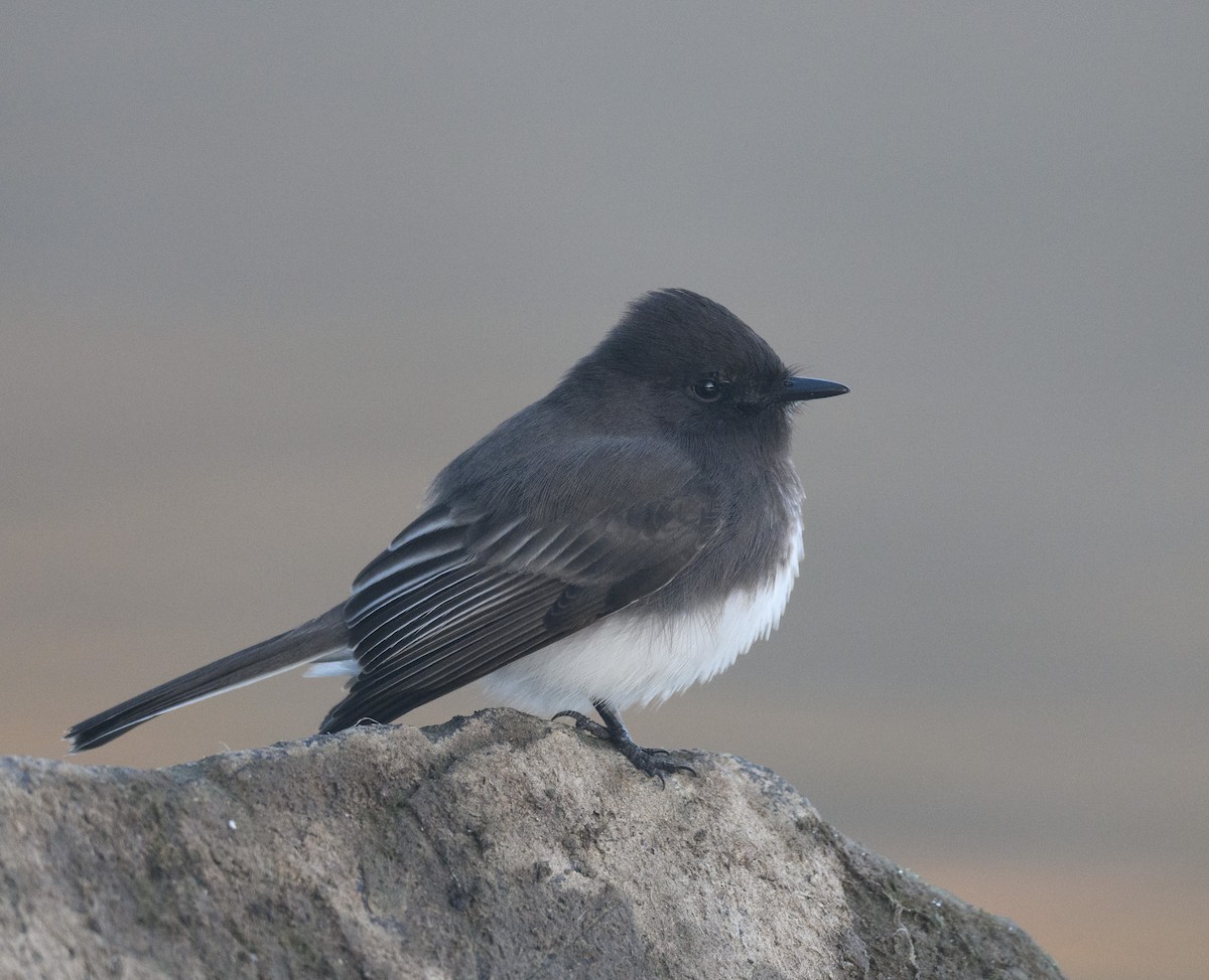 Black Phoebe - ML646795858