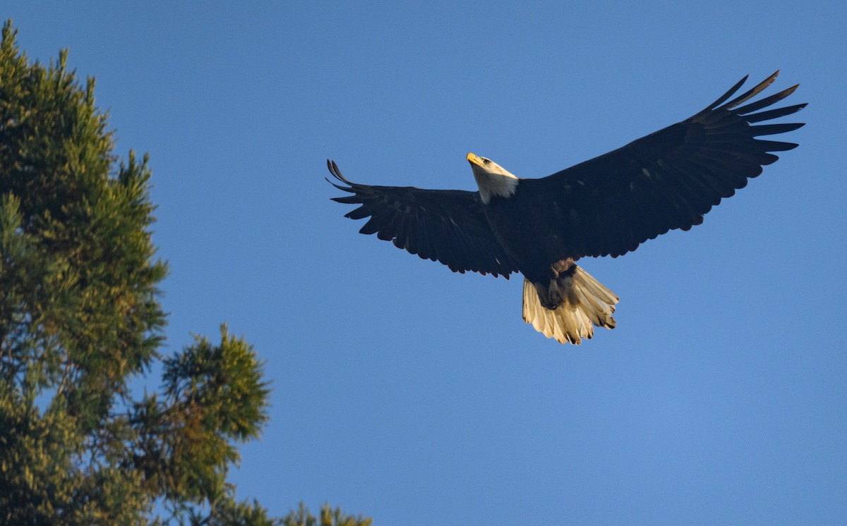 Pygargue à tête blanche - ML646795862