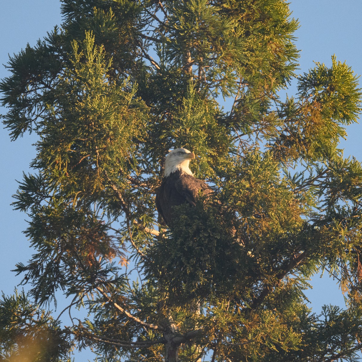 Pygargue à tête blanche - ML646795863