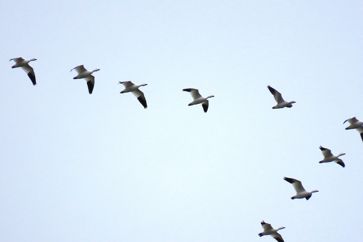 אווז שלג - ML646795864