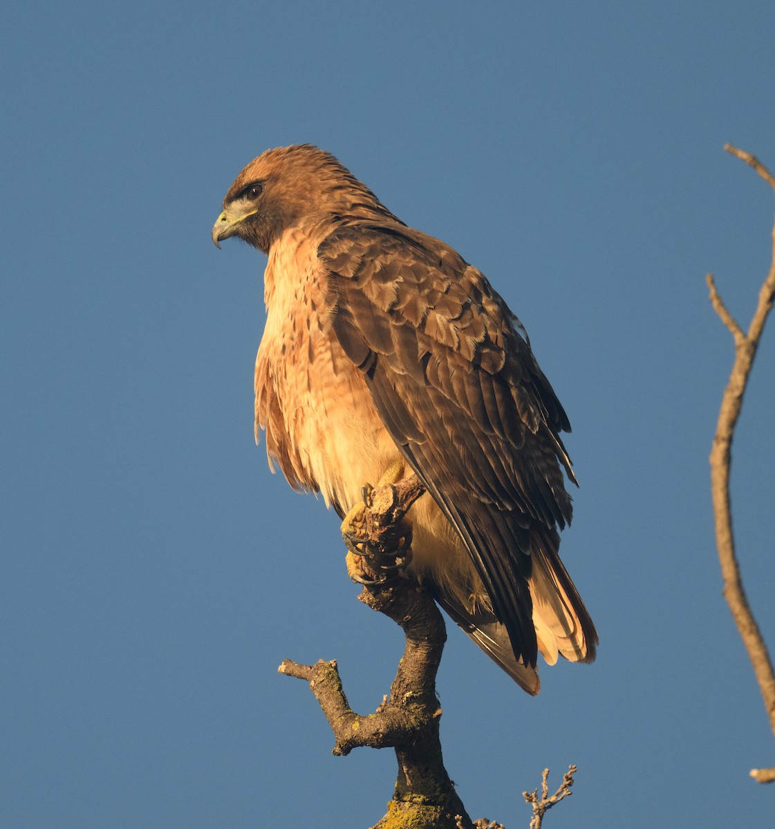 Red-tailed Hawk - ML646795879
