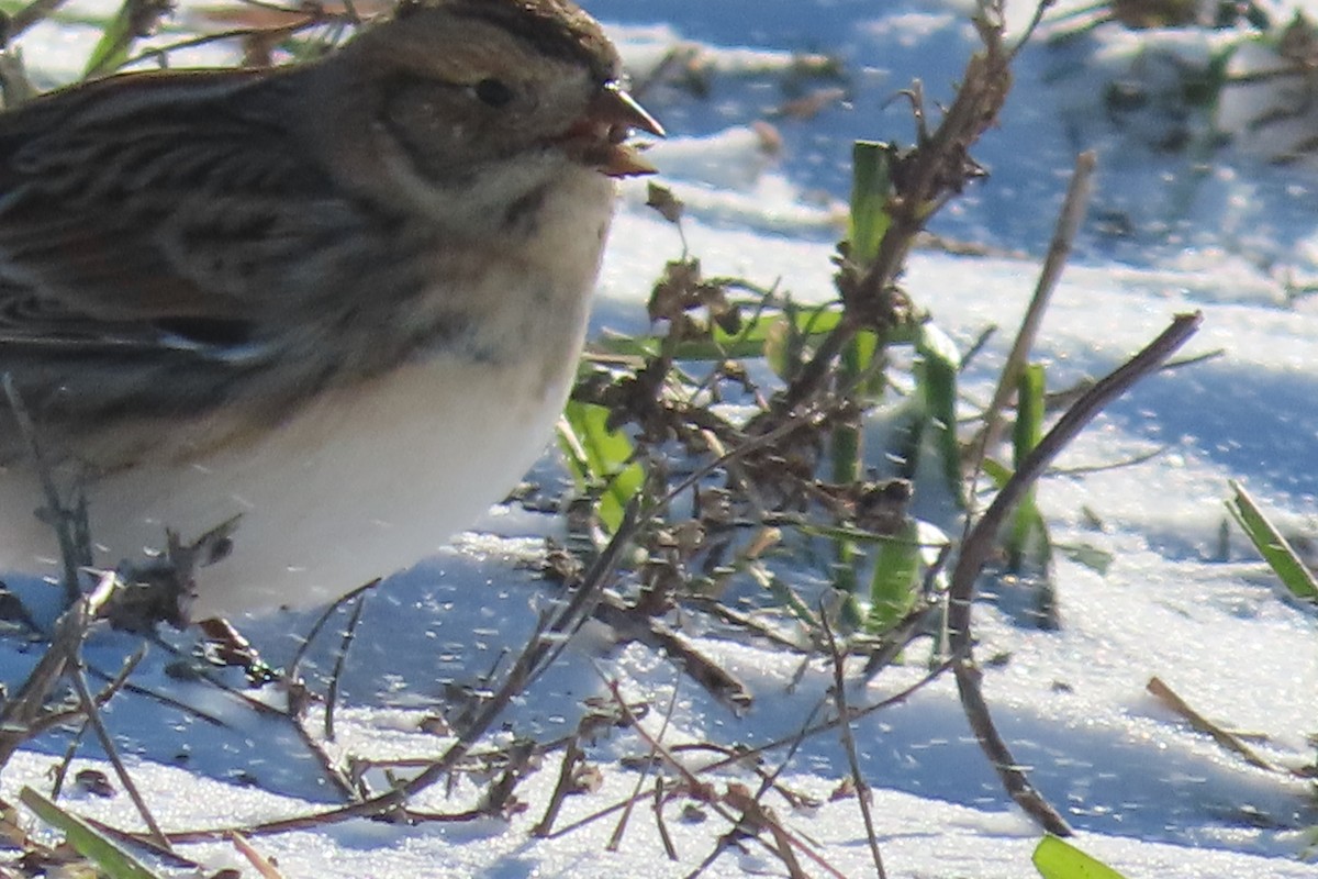 Подорожник лапландський - ML646795880