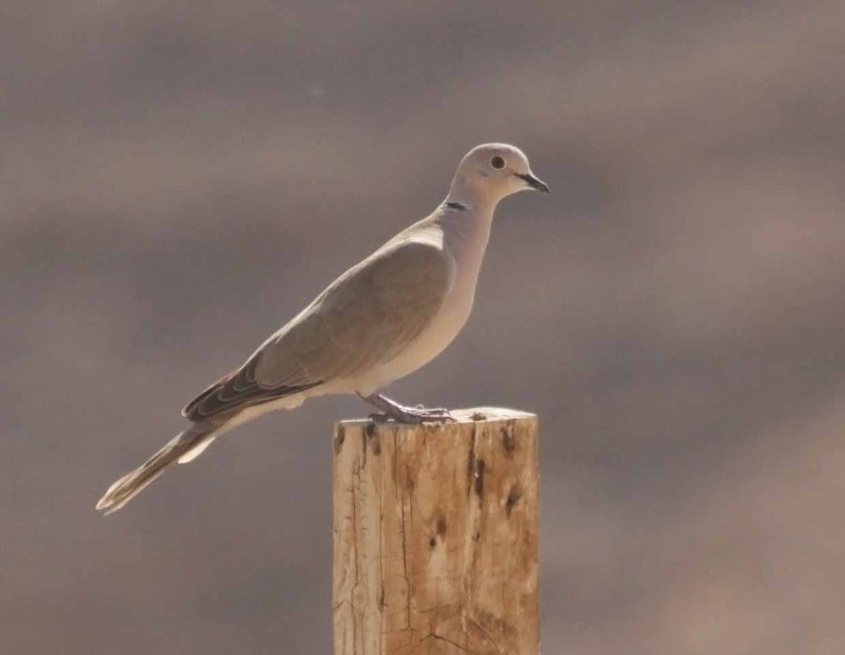 African Collared-Dove - ML646795882