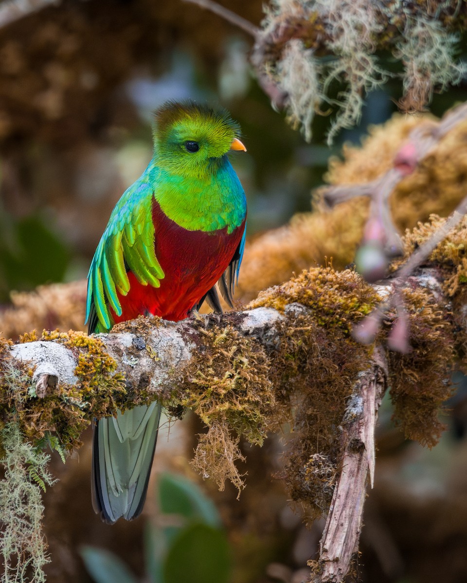 Resplendent Quetzal - ML646795884