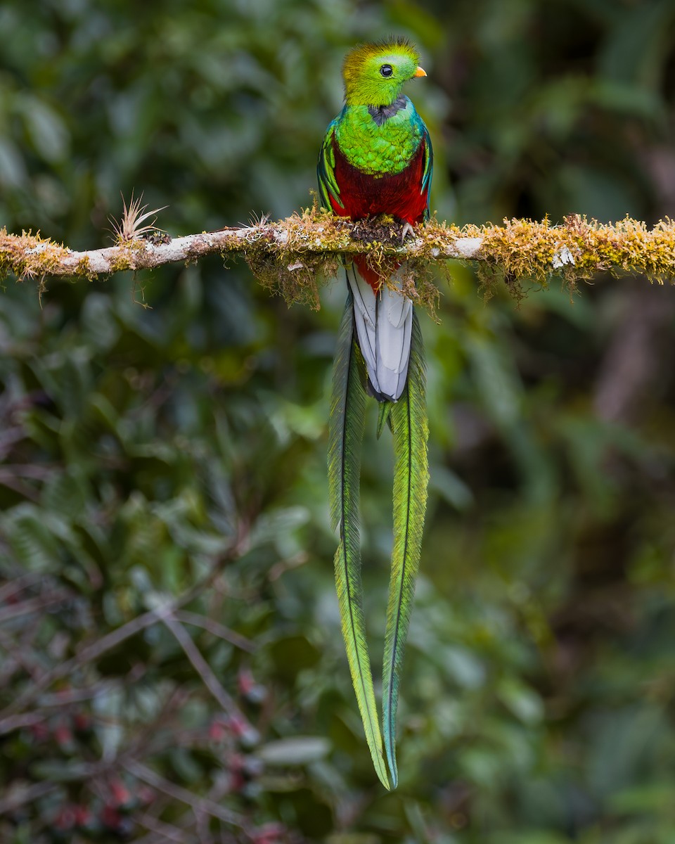 Resplendent Quetzal - ML646795885