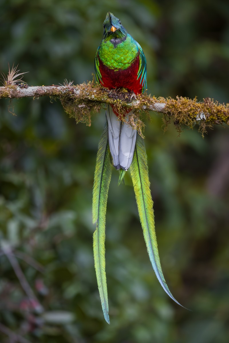 Resplendent Quetzal - ML646795886