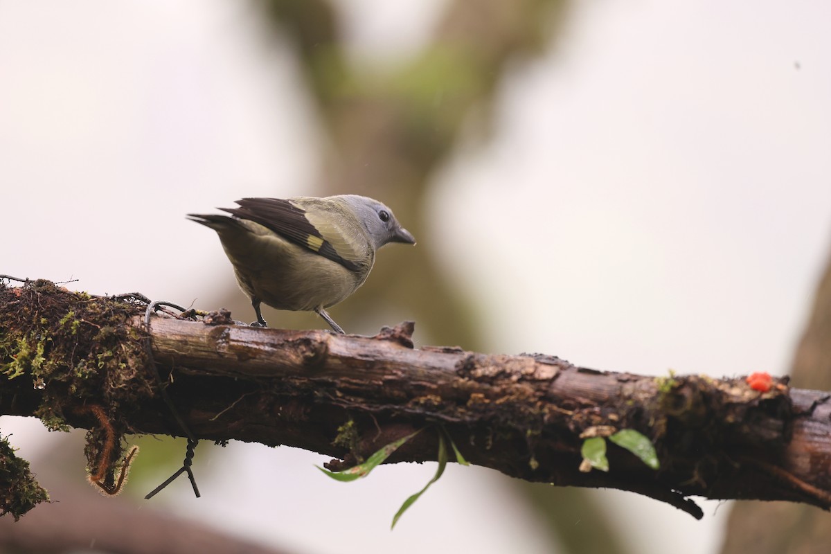 Yellow-winged Tanager - ML646795888