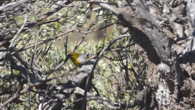 Palila - ML646795892