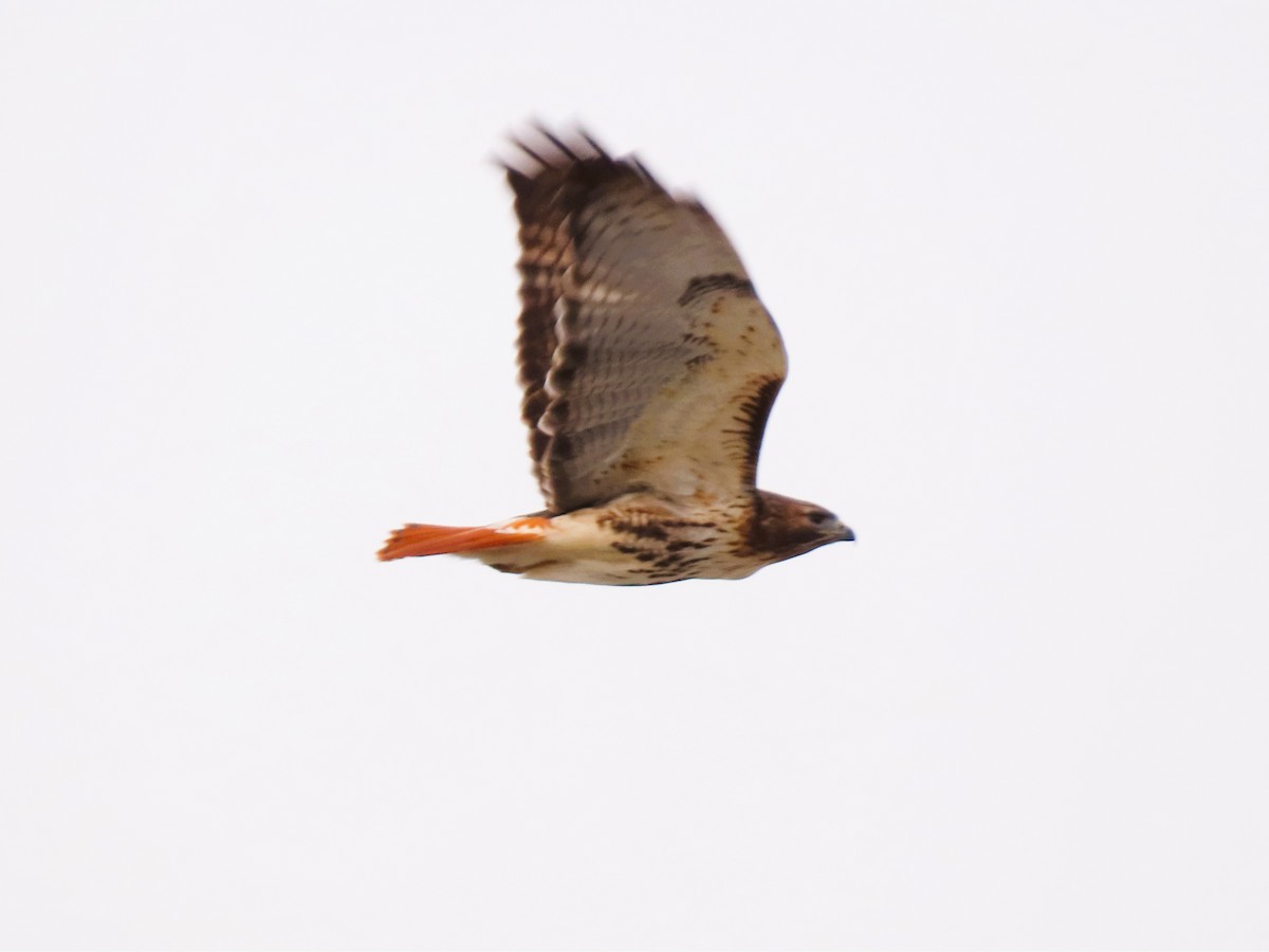 Red-tailed Hawk - ML646795897