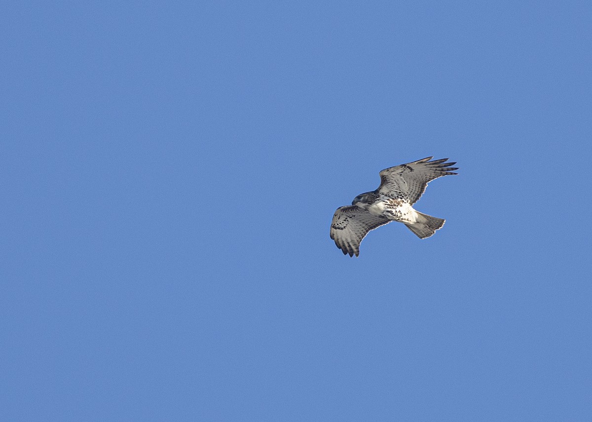 Red-tailed Hawk (borealis) - ML646795898