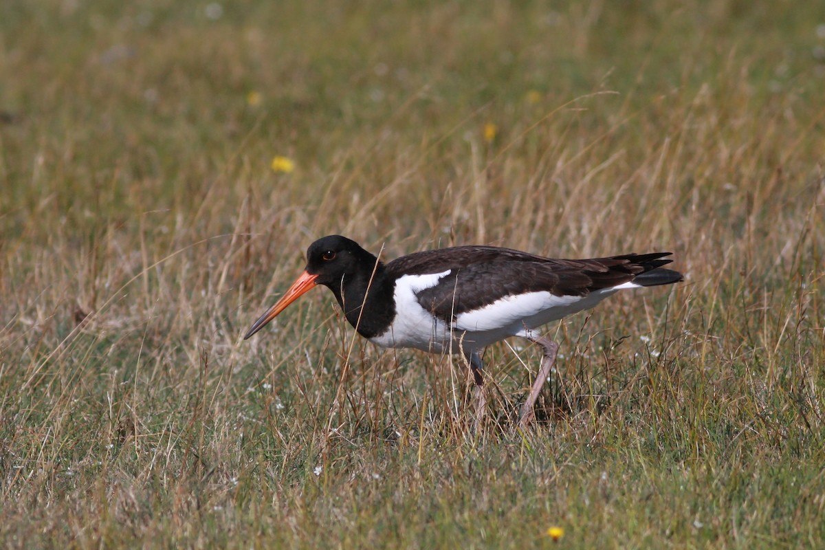 Beccaccia di mare - ML646795907