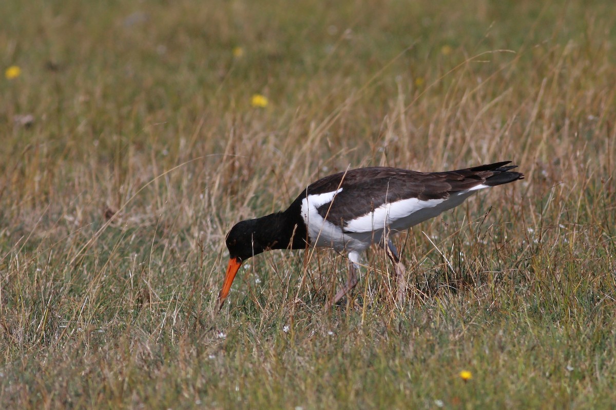 Beccaccia di mare - ML646795908