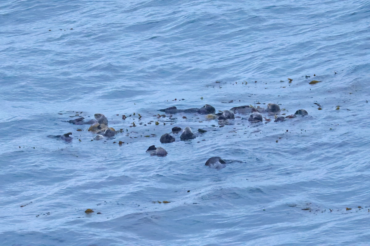 Animals - ML646795910