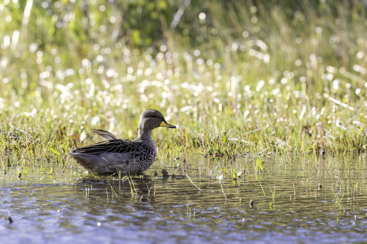 Чирянка жовтодзьоба - ML646795913