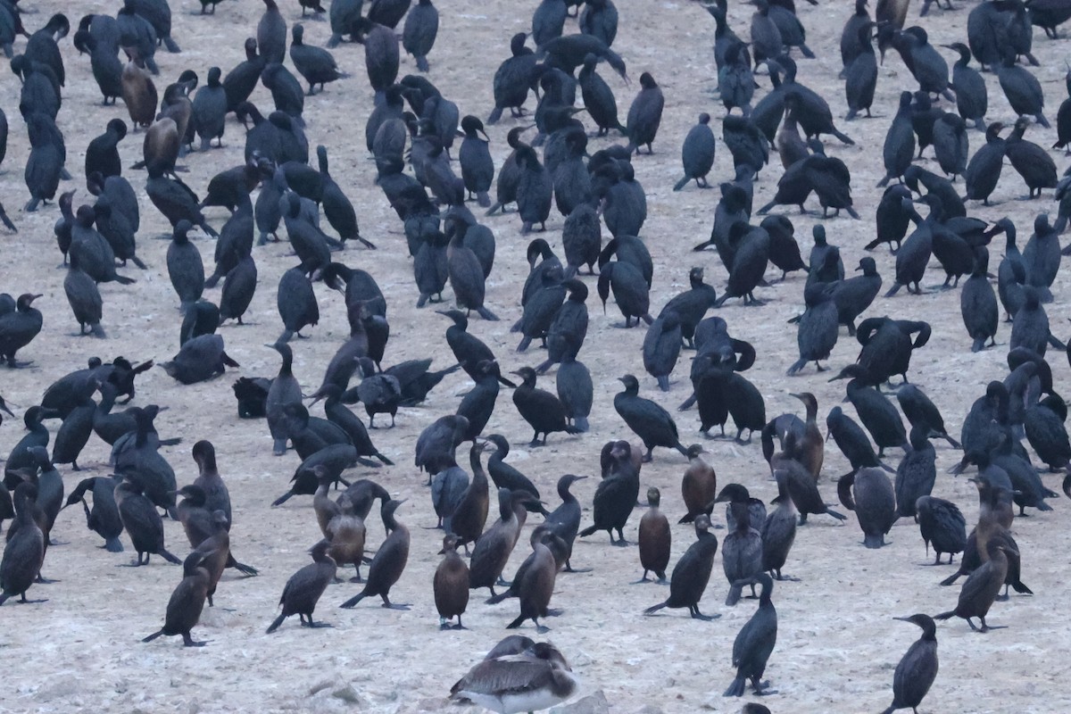 Brandt's Cormorant - ML646795916