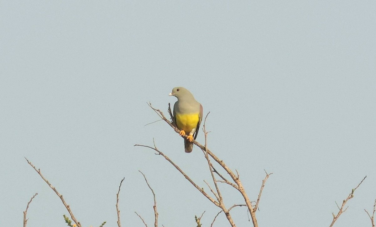 Вінаго жовточеревий - ML646795917