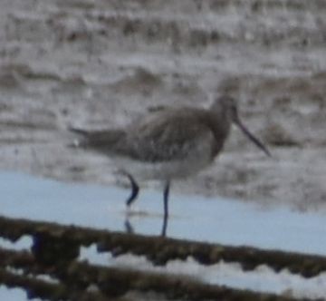 Barge rousse - ML646795918