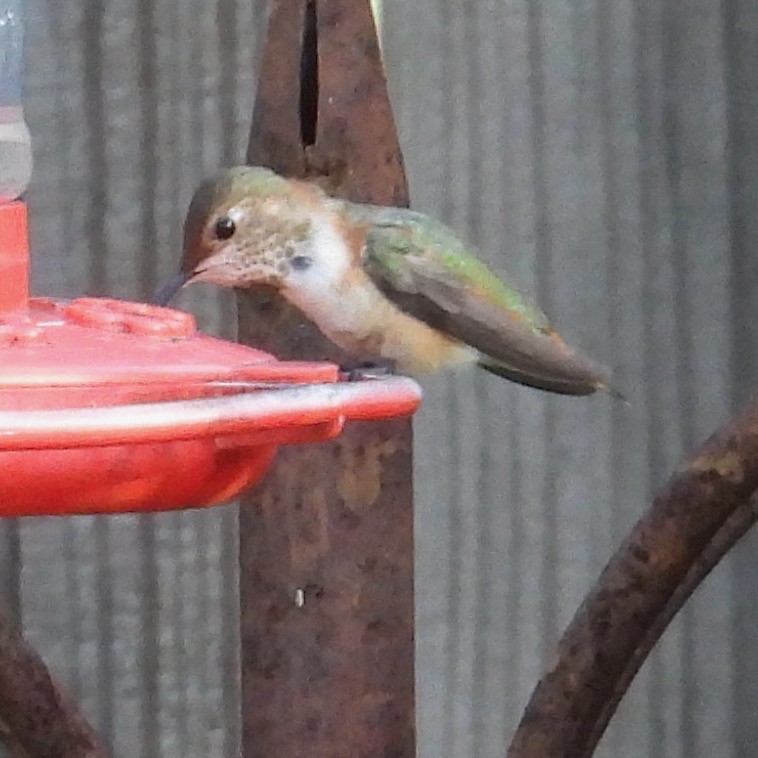 Rufous Hummingbird - ML646795919