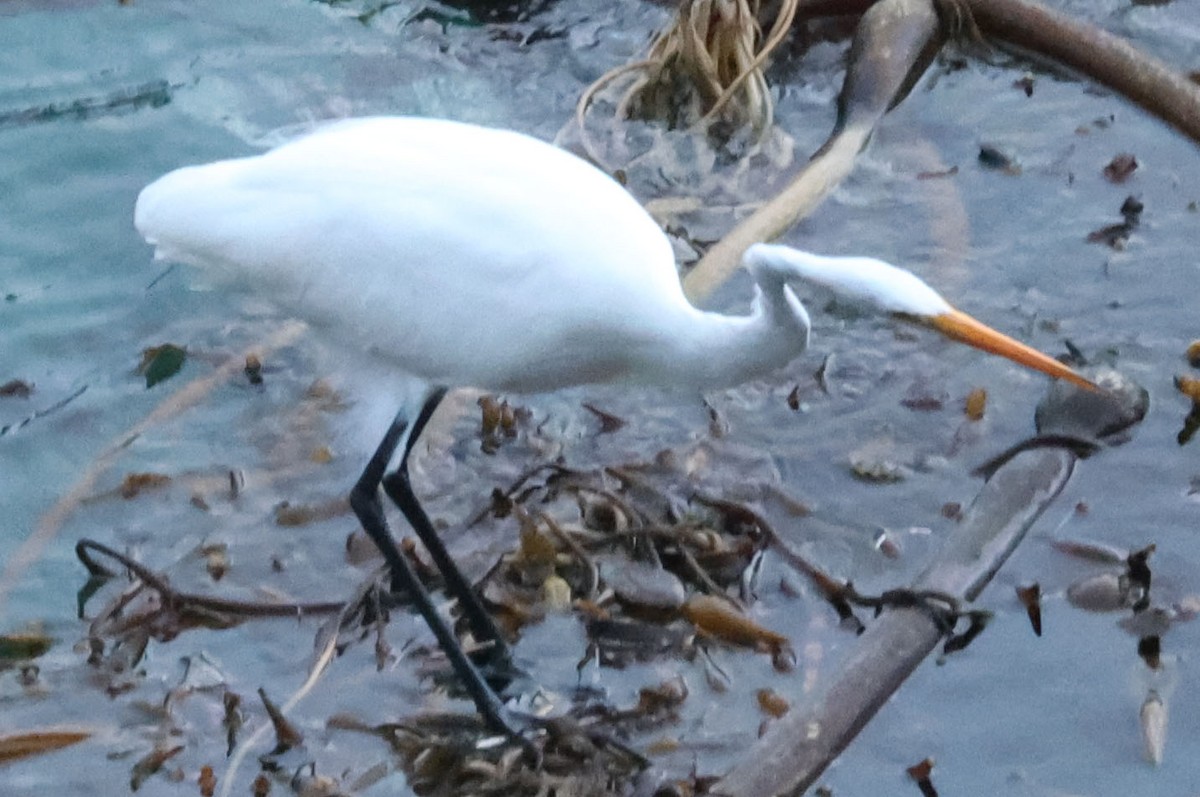 Great Egret - ML646795920