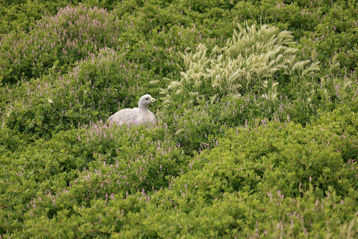 Sereo Kazı - ML646795922