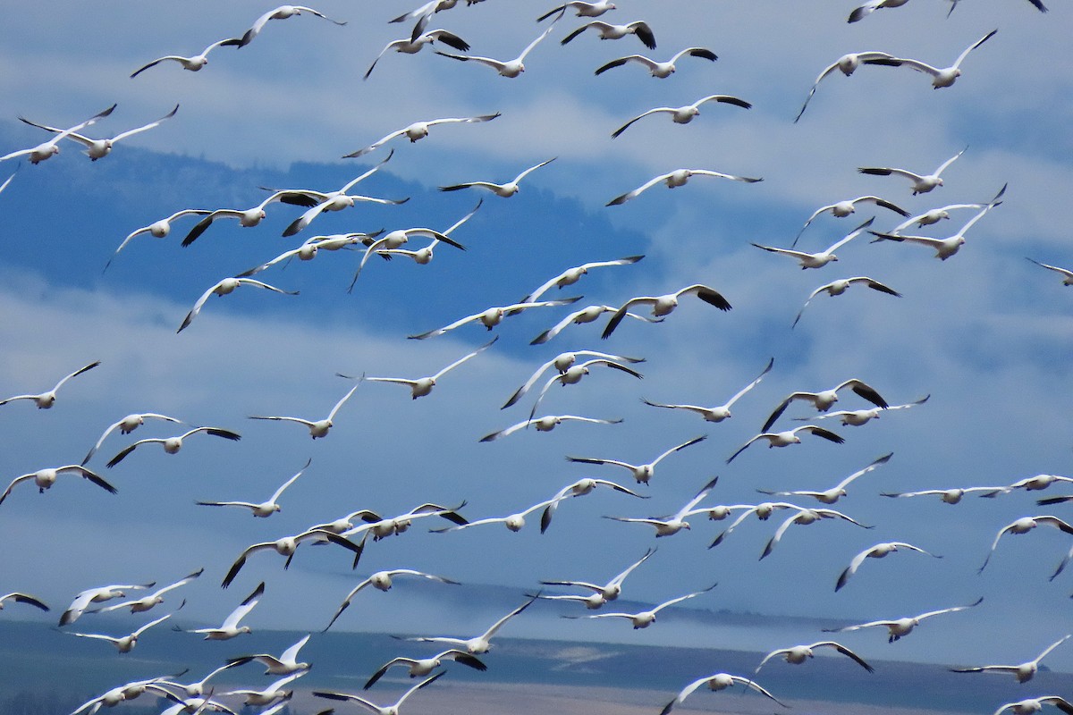 אווז שלג - ML646795923