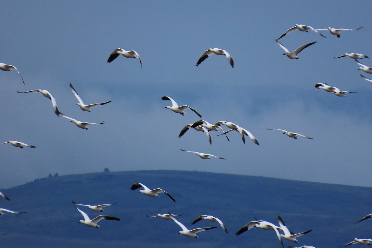 אווז שלג - ML646795924