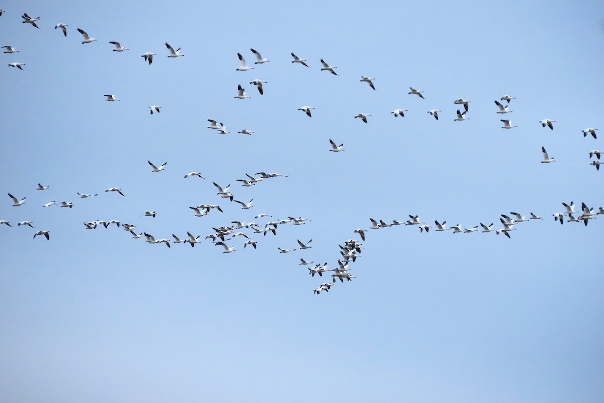 אווז שלג - ML646795925