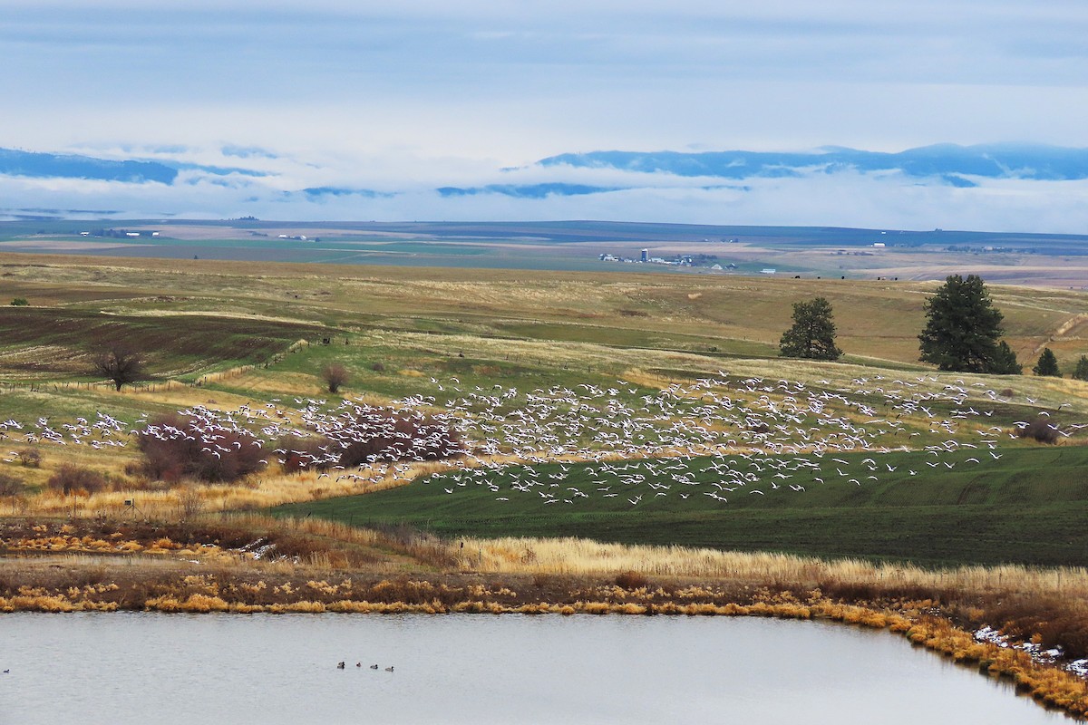 אווז שלג - ML646795926