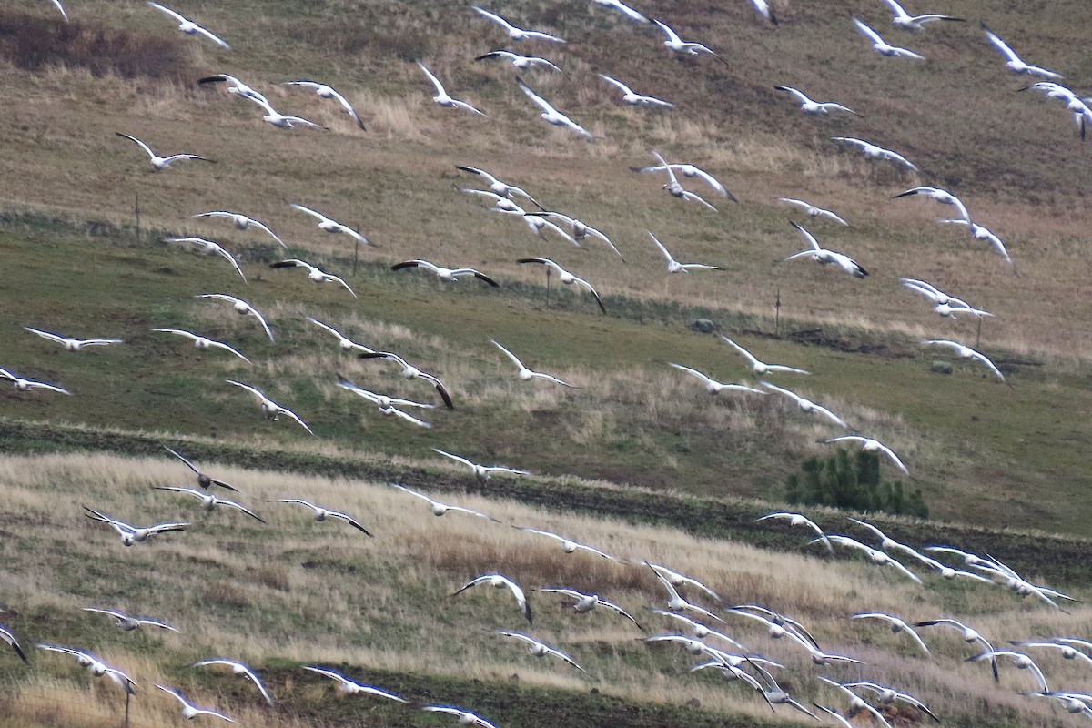 אווז שלג - ML646795927