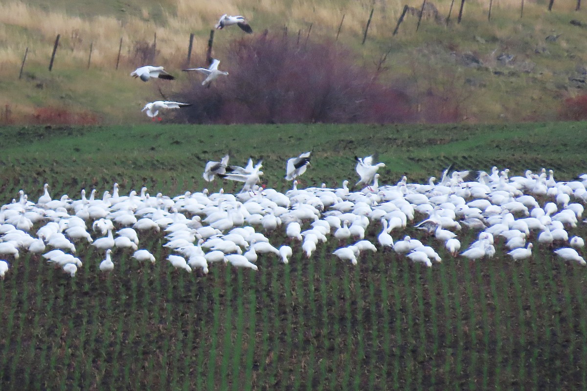 אווז שלג - ML646795928